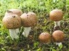 Agaricus Blazei Extract Agaricus Blazei Extract